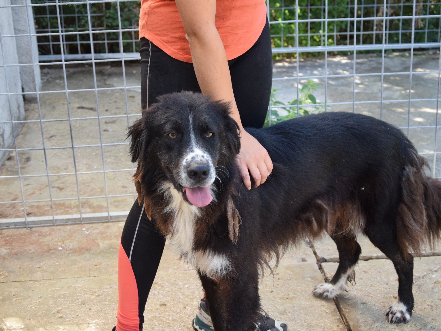 Adotta un cane, taglia grande, maschio, Pescara
