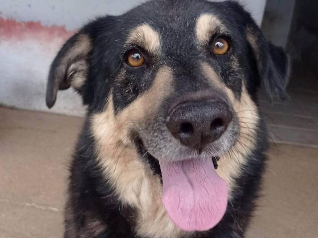 Adozione cane, maschio, Razza sconosciuta Razza sconosciuta, 7 anni e 1 mese, taglia grande, Latina