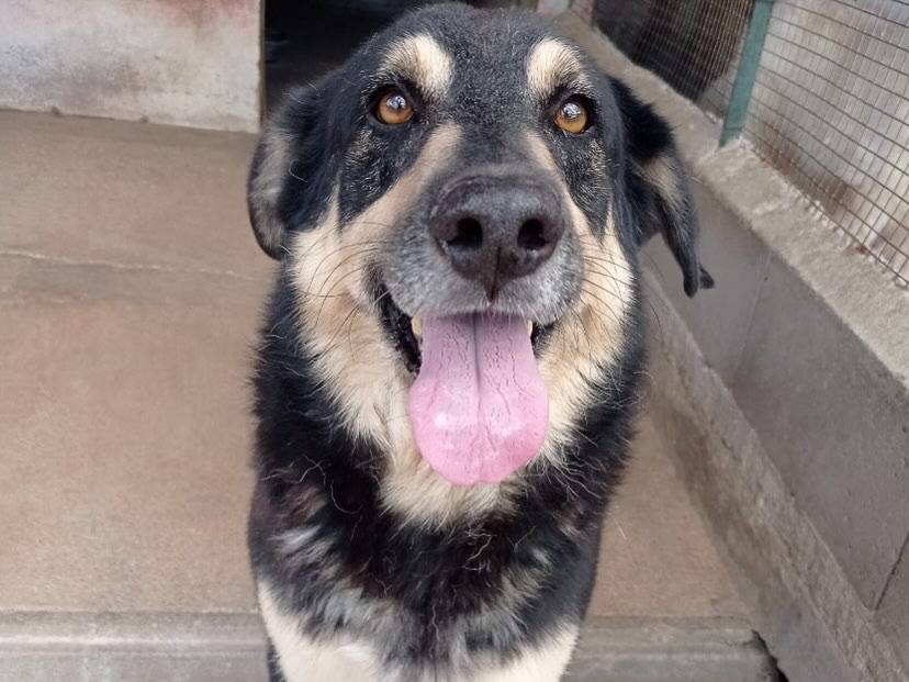 Adotta un cane, maschio, 7 anni e 1 mese, Latina
