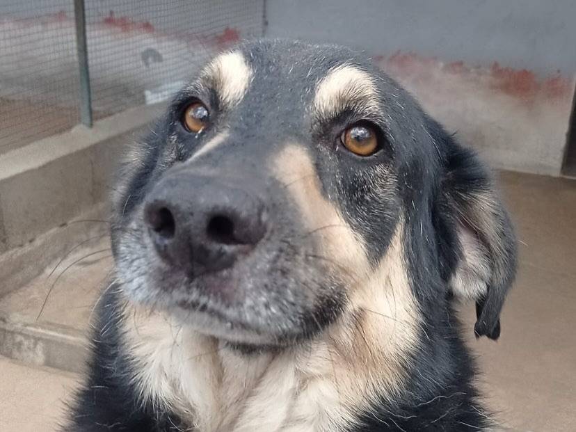 Adotta un cane, taglia grande, maschio, Latina
