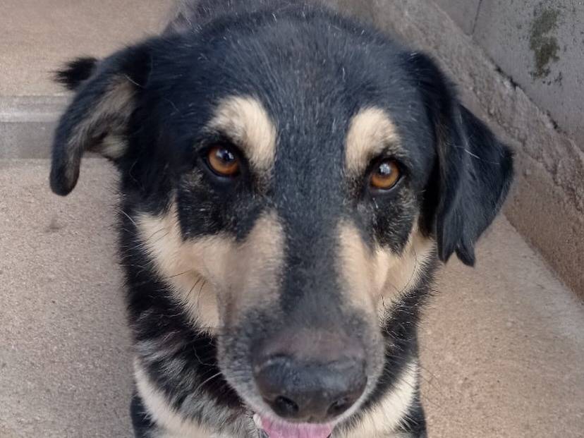 Adotta il cane DYLAN a Latina