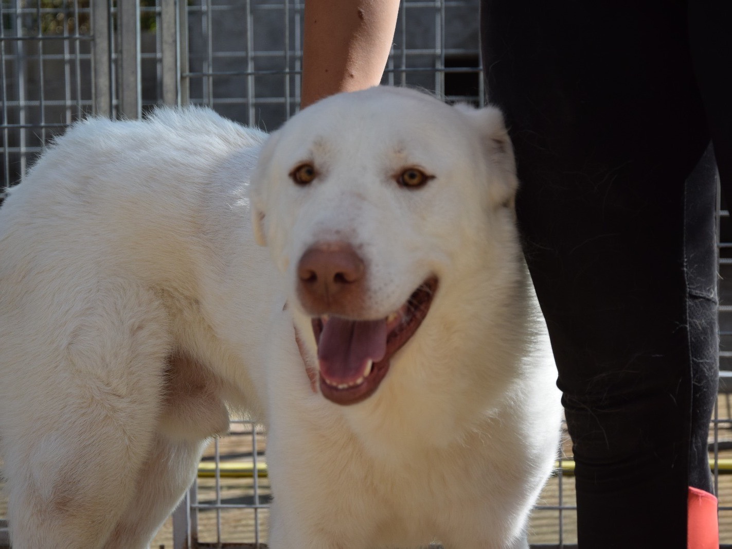 Adozione cane, maschio, Razza sconosciuta Razza sconosciuta, 1 anno e 8 mesi, taglia grande, Pescara