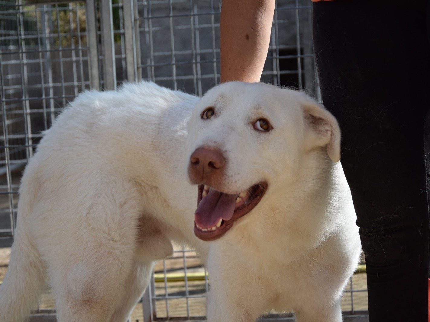 Adotta un cane, maschio, 1 anno e 8 mesi, Pescara