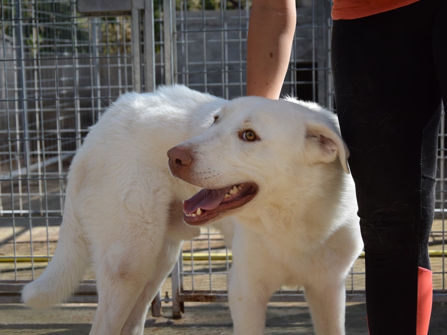 Adotta un cane, taglia grande, maschio, Pescara