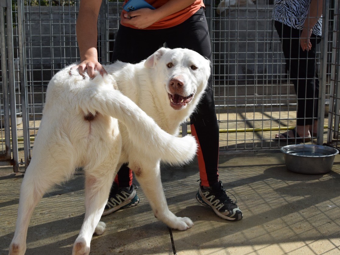 Vuoi adottare un cane a Pescara?