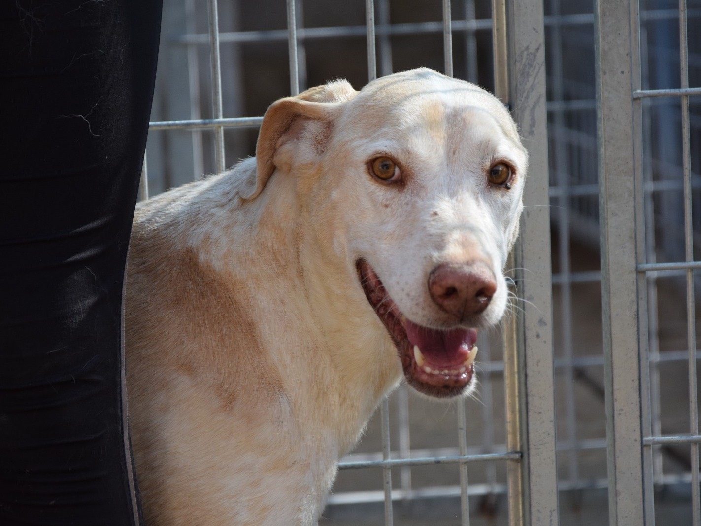 Adozione cane, femmina, Razza sconosciuta Razza sconosciuta, 9 anni, taglia media, Pescara