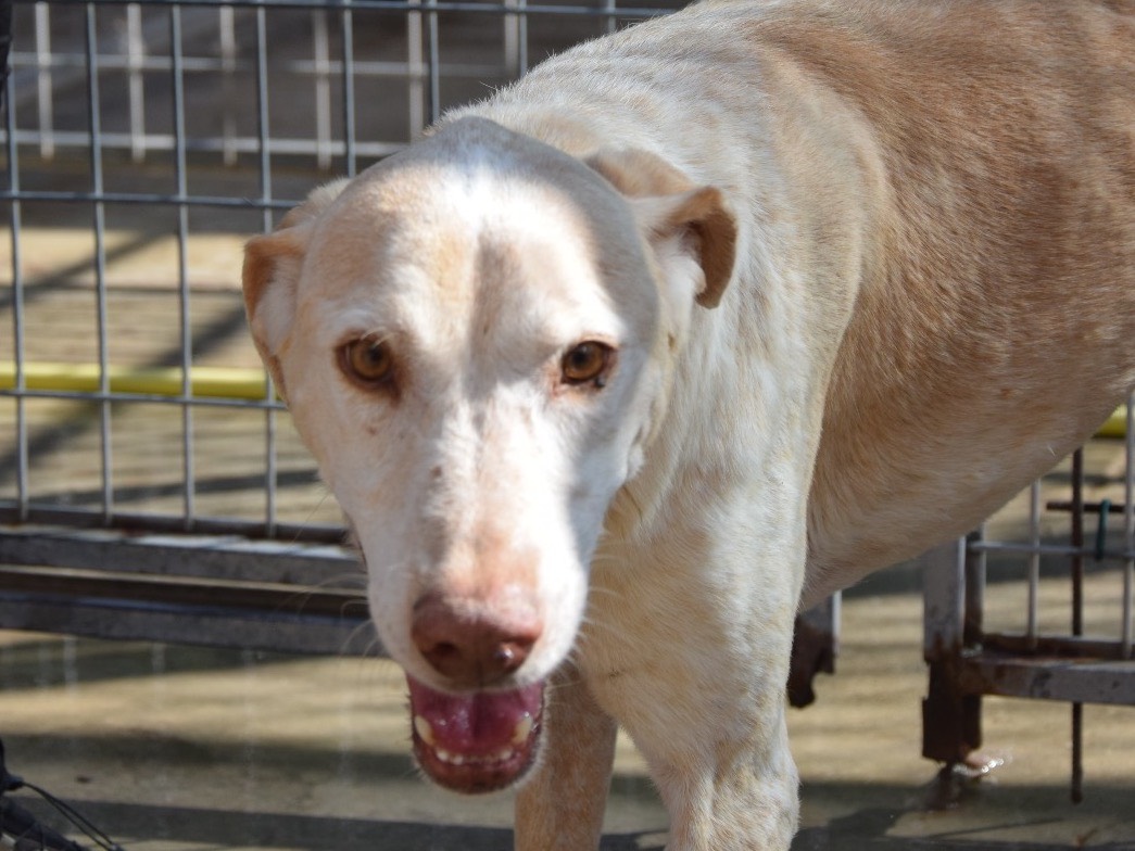Adotta un cane, femmina, 9 anni, Pescara
