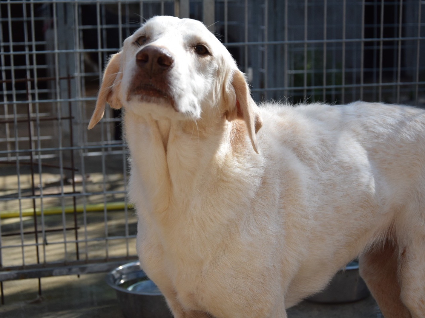 Adotta un cane, taglia media, femmina, Pescara