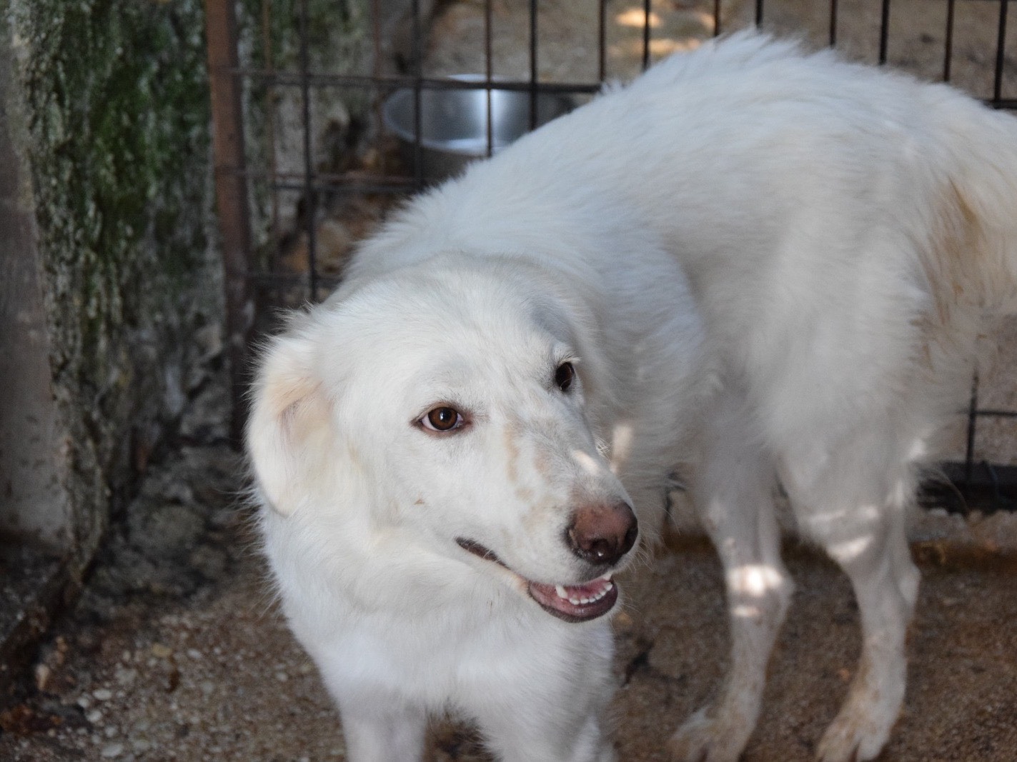 Adotta un cane, femmina, 1 anno e 2 mesi, Chieti