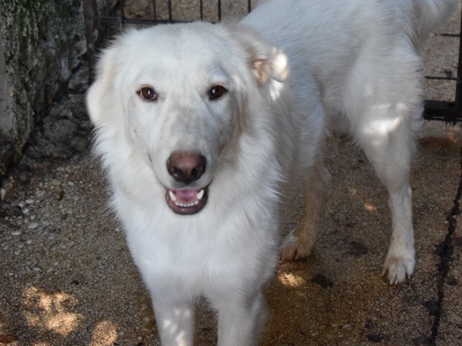 Adotta un cane, taglia media, femmina, Chieti