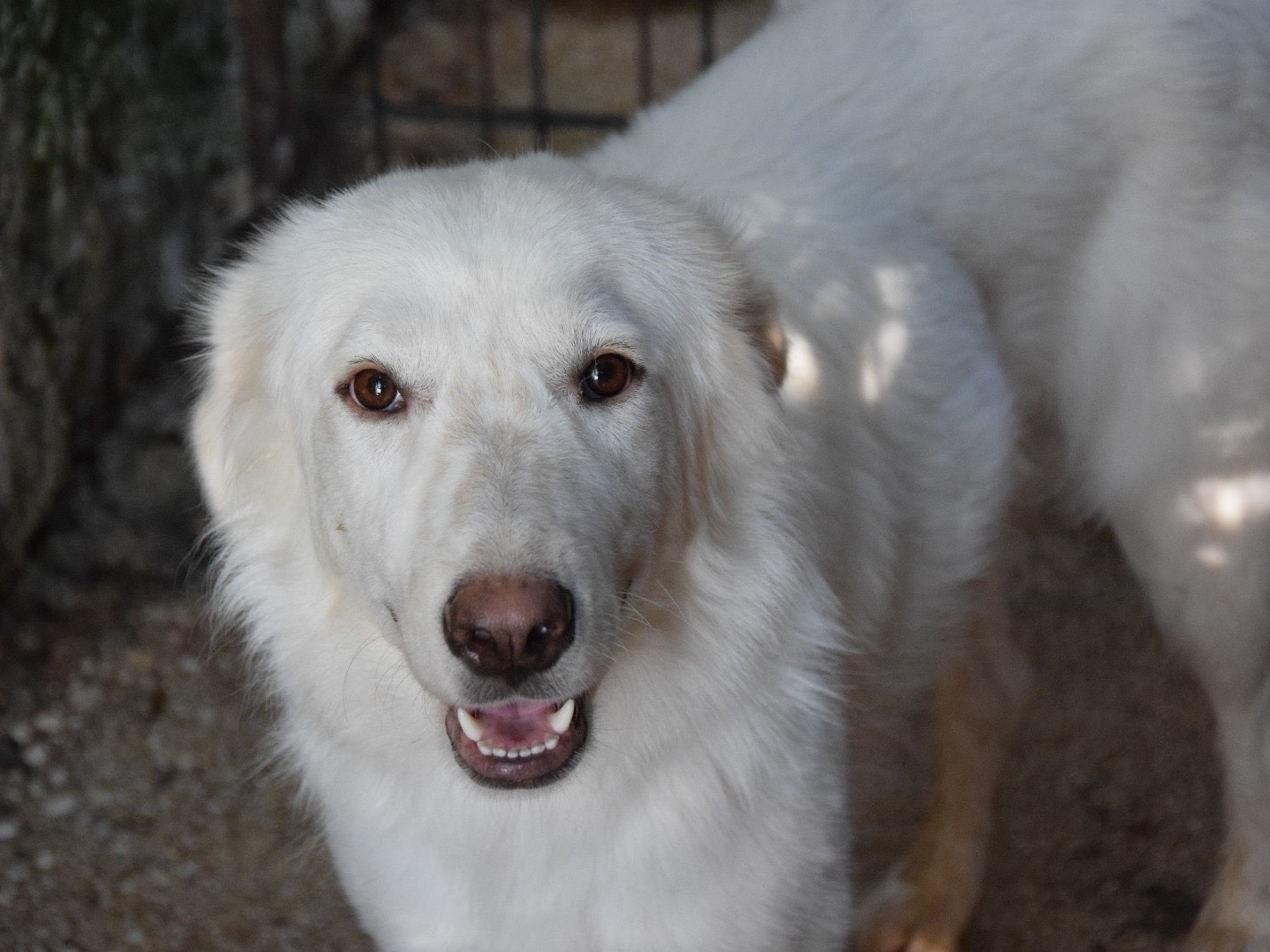 Vuoi adottare un cane a Chieti?