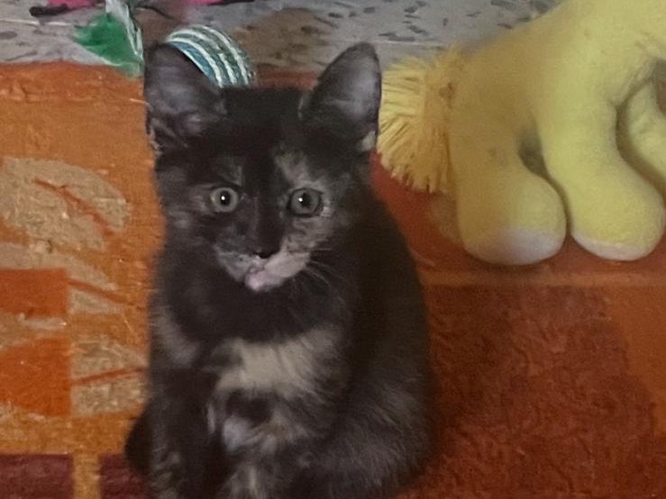 Adozione gatto, femmina, Razza sconosciuta Razza sconosciuta, 3 mesi, taglia non valida, Lecco