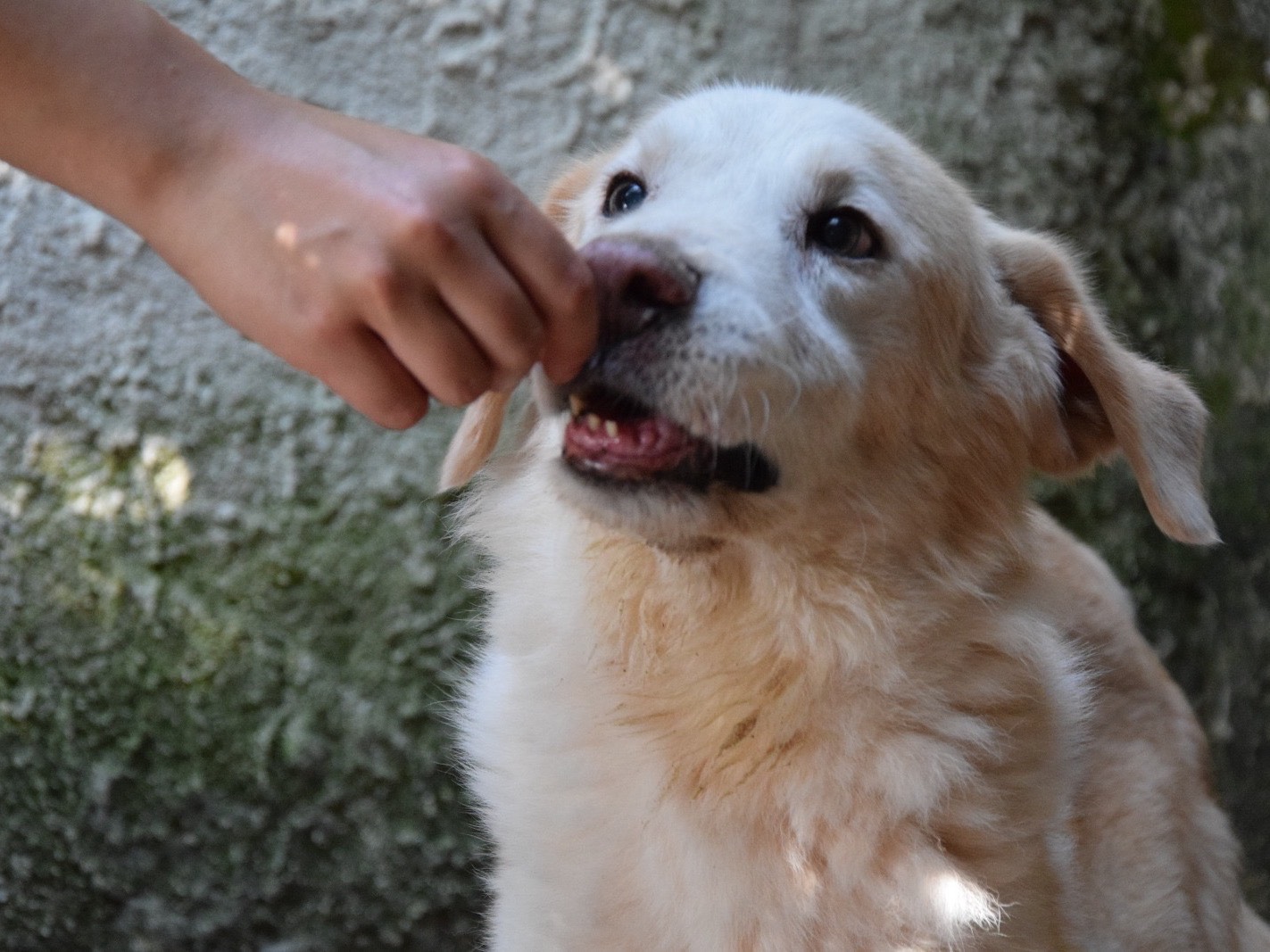 Adozione cane, maschio, Razza sconosciuta Razza sconosciuta, 3 anni e 10 mesi, taglia grande, Pescara