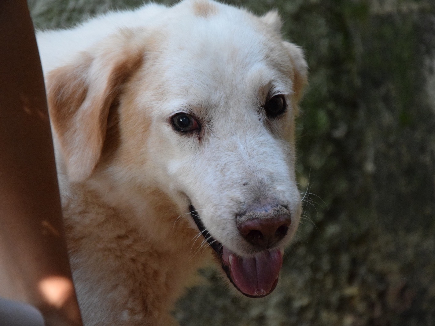 Adotta un cane, maschio, 3 anni e 10 mesi, Pescara