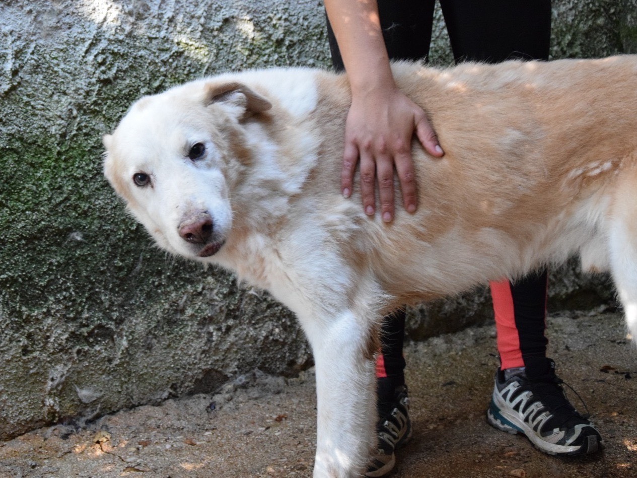 Adotta un cane, taglia grande, maschio, Pescara