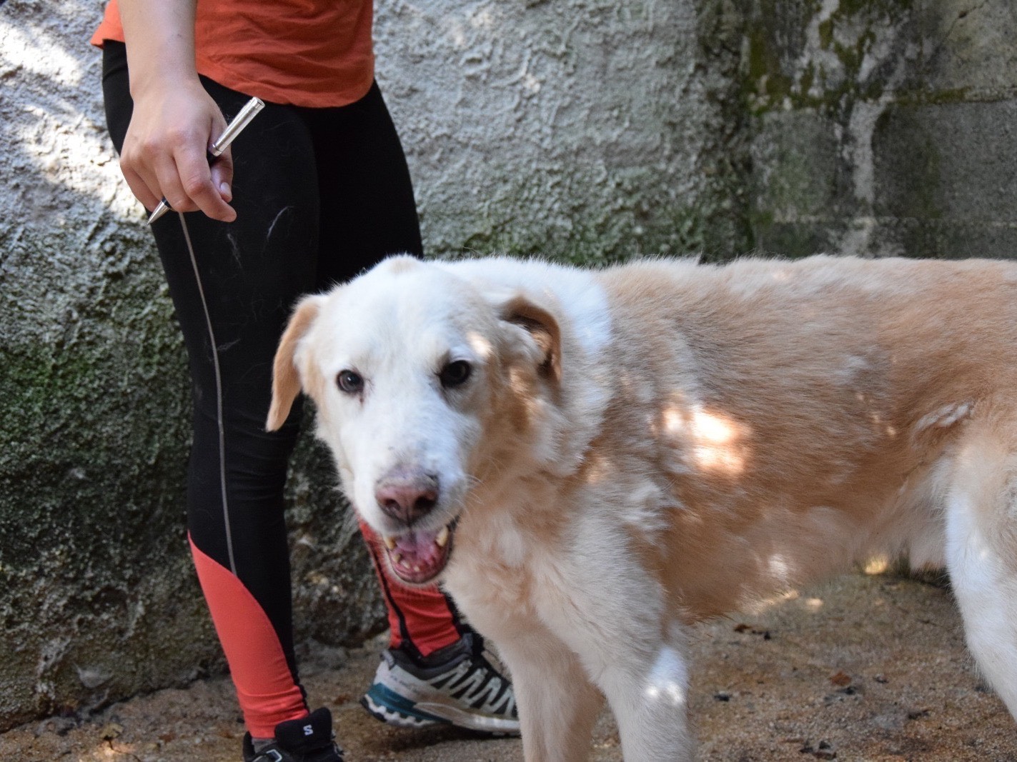 Vuoi adottare un cane a Pescara?