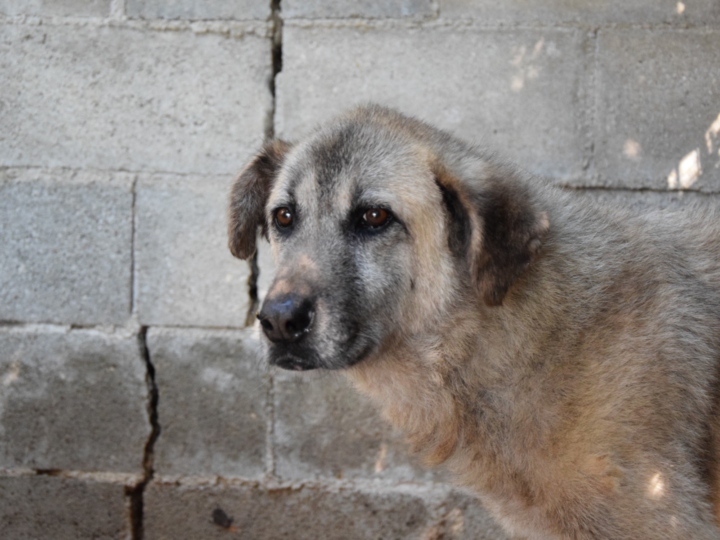 Adozione cane, femmina, Razza sconosciuta Razza sconosciuta, 9 anni e 6 mesi, taglia grande, Pescara