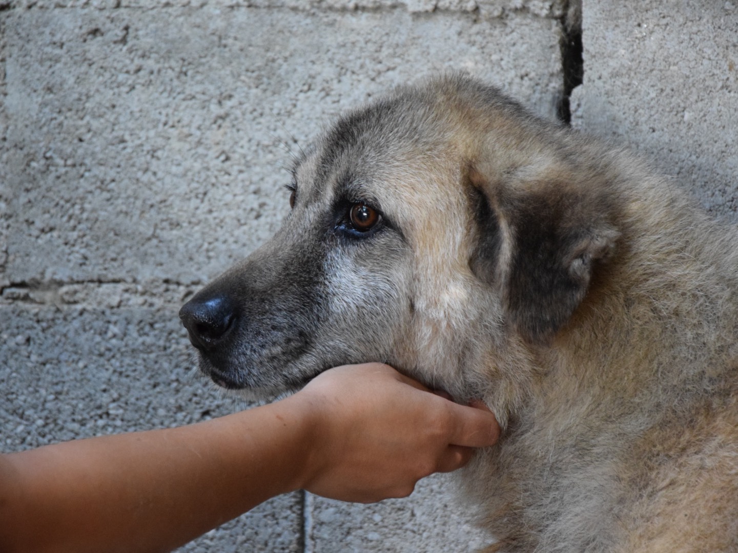 Adotta un cane, femmina, 9 anni e 6 mesi, Pescara