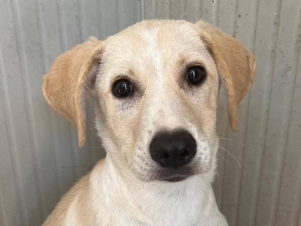 Adotta un cane, femmina, 5 mesi, Trapani