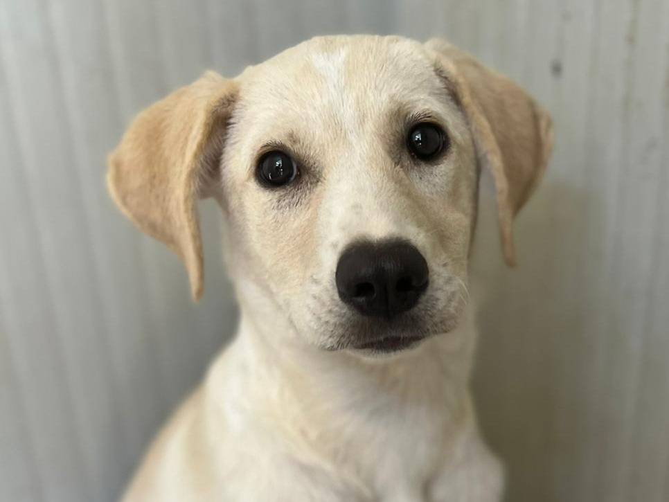 Vuoi adottare un cane a Trapani?