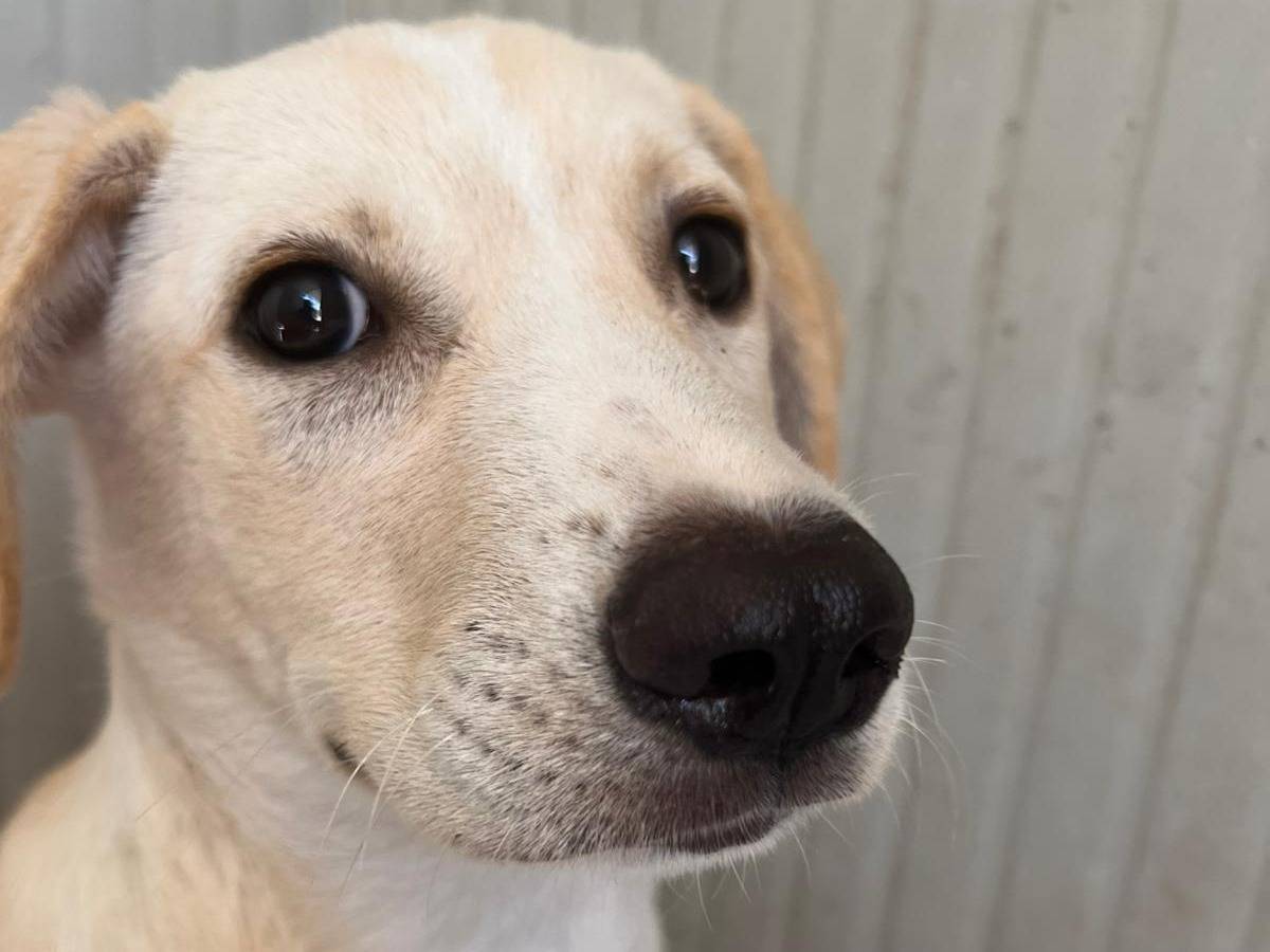 Adotta il cane Chiara a Trapani