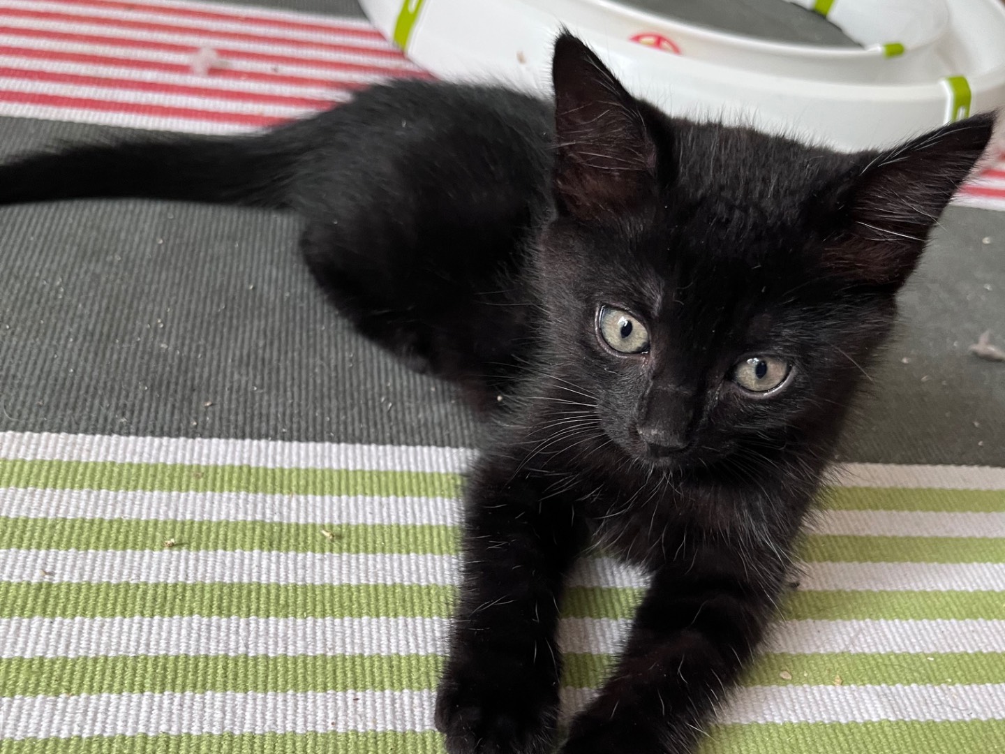 Adozione gatto, femmina, Razza sconosciuta Razza sconosciuta, 2 mesi, taglia non valida, Vicenza
