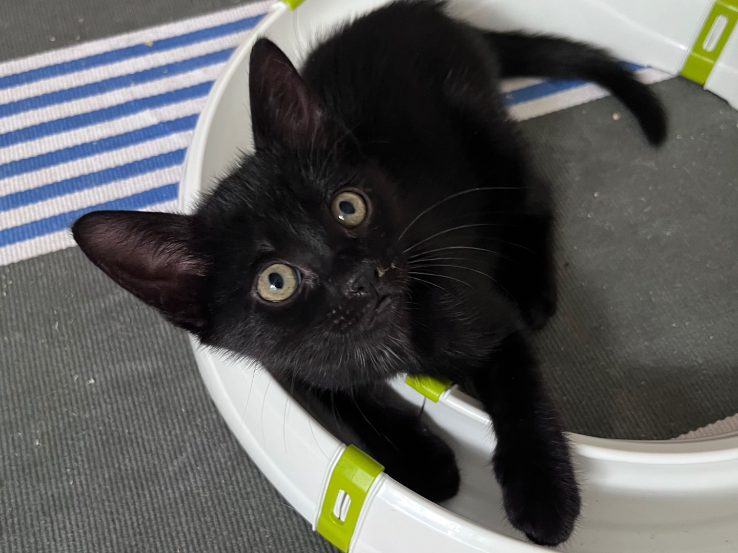 Adotta un gatto, femmina, 2 mesi, Vicenza