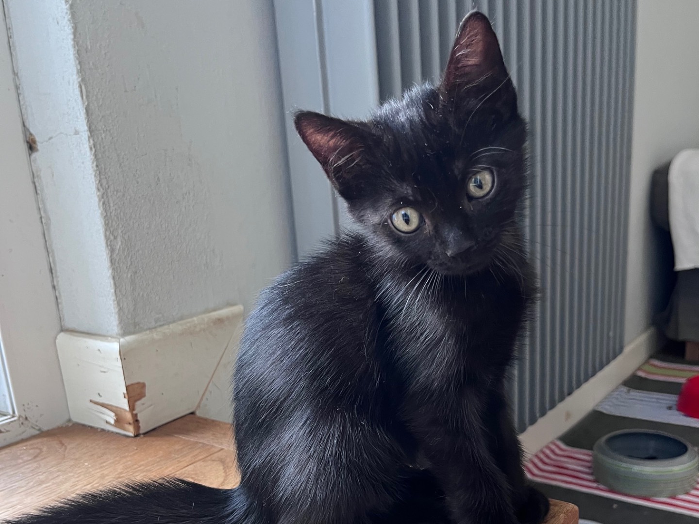 Adotta un gatto, taglia non valida, femmina, Vicenza