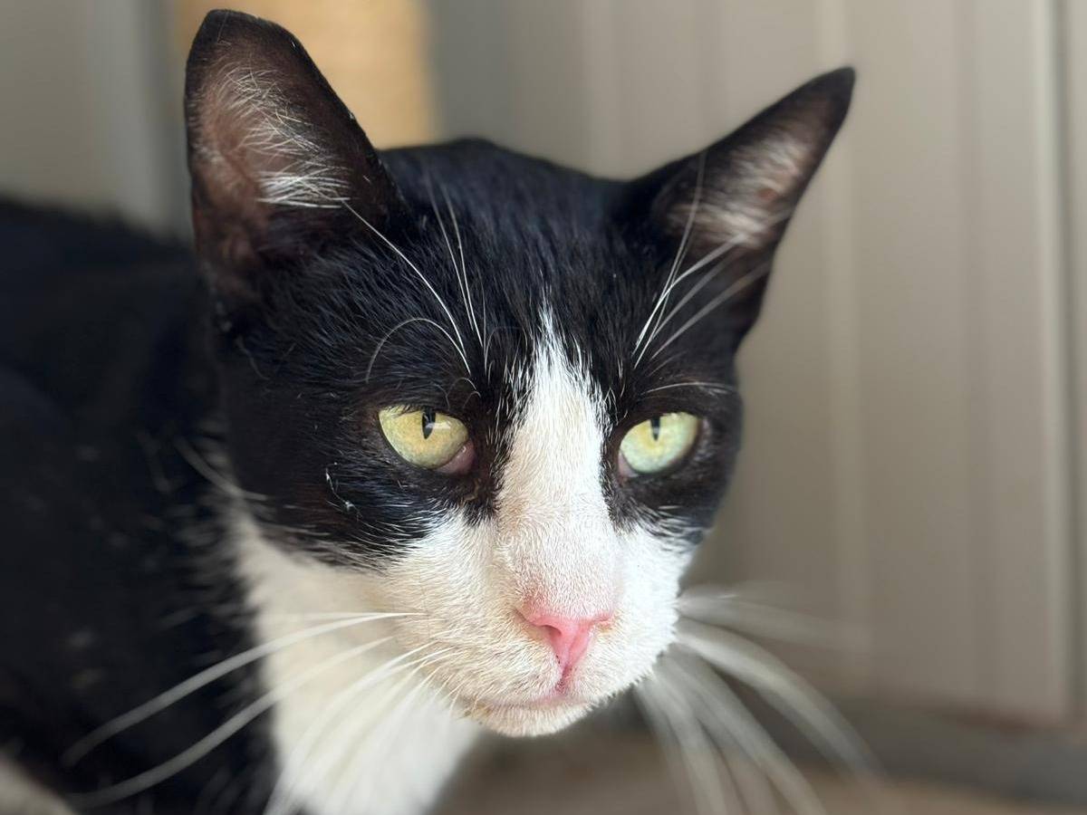 Adozione gatto, maschio, Razza sconosciuta Razza sconosciuta, 2 anni e 8 mesi, taglia non valida, Pisa