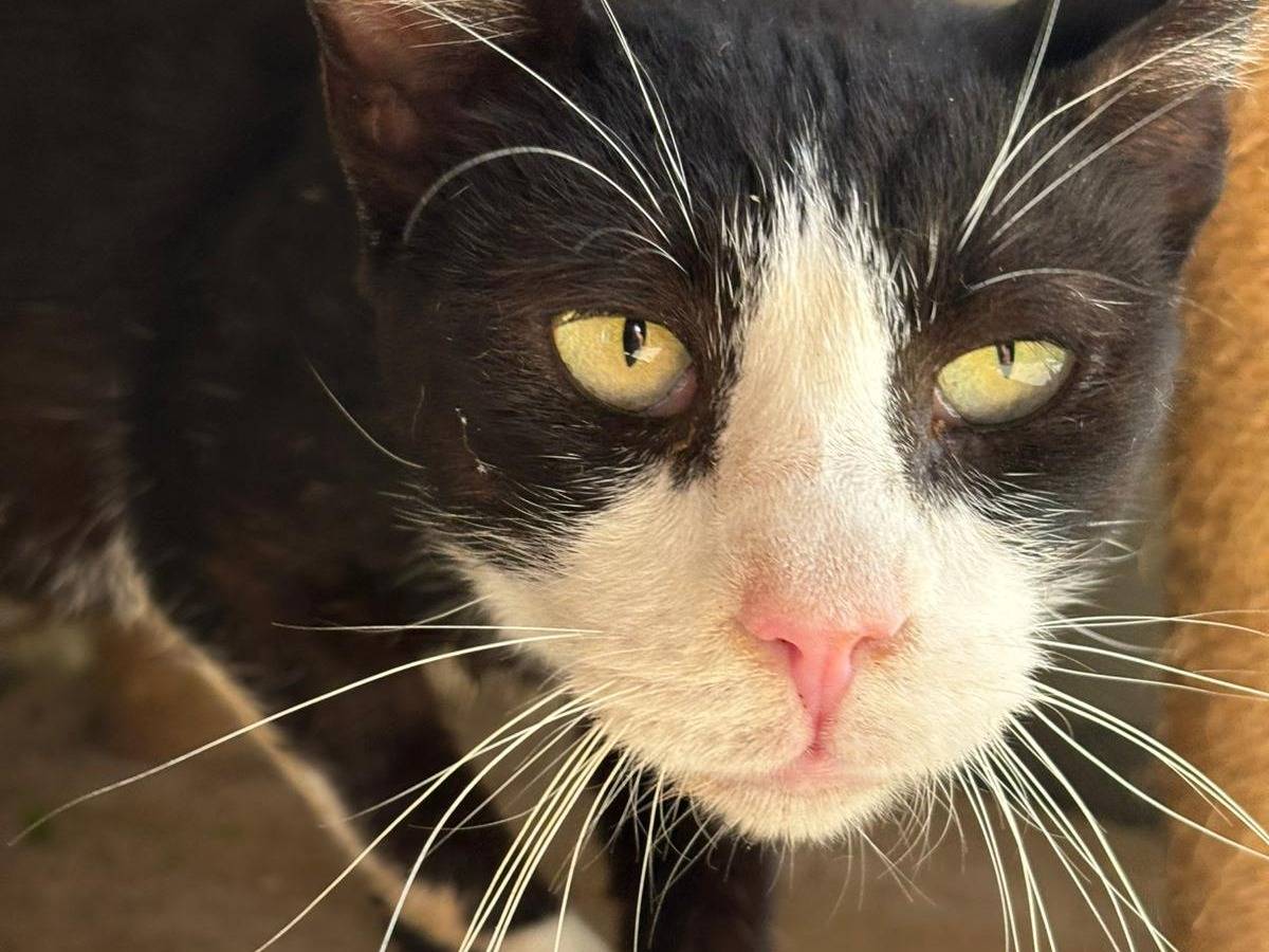 Adotta un gatto, maschio, 2 anni e 8 mesi, Pisa