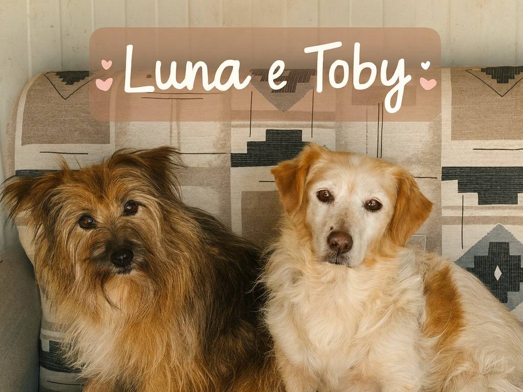 Adozione cane, maschio, Razza sconosciuta Razza sconosciuta, 10 anni e 2 mesi, taglia piccola, Latina