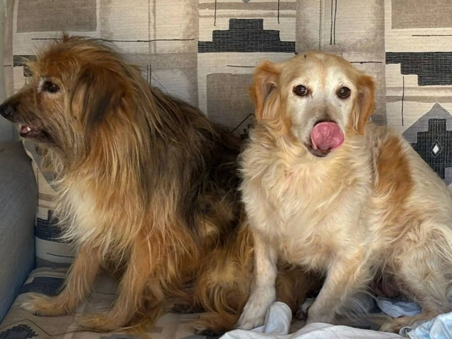 Adotta un cane, taglia piccola, maschio, Latina