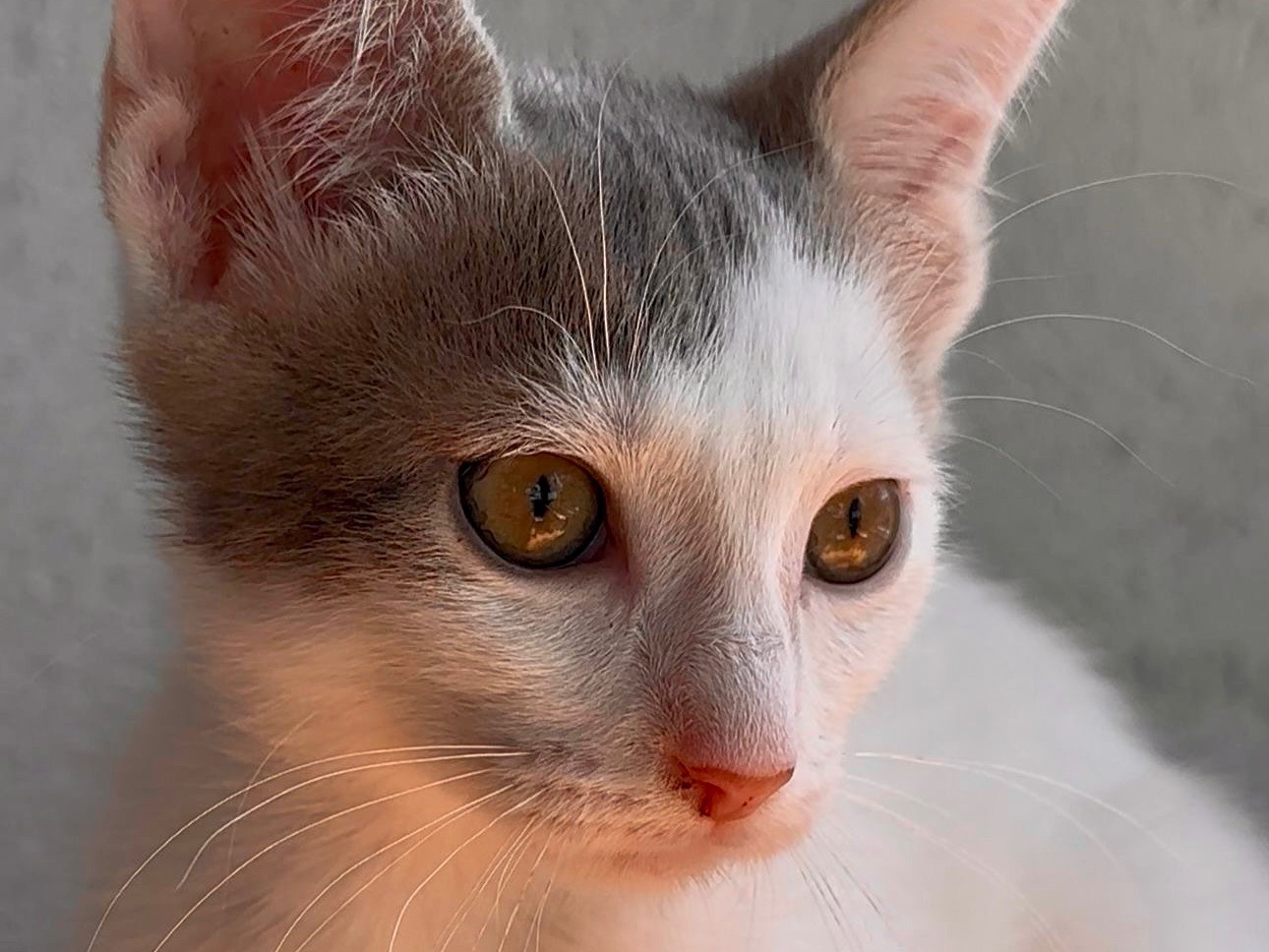 Adozione gatto, maschio, Razza sconosciuta Razza sconosciuta, 3 mesi, taglia non valida, Latina