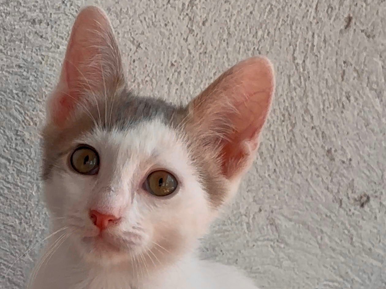 Adotta un gatto, taglia non valida, maschio, Latina
