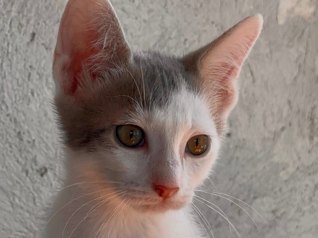 Vuoi adottare un gatto a Latina?