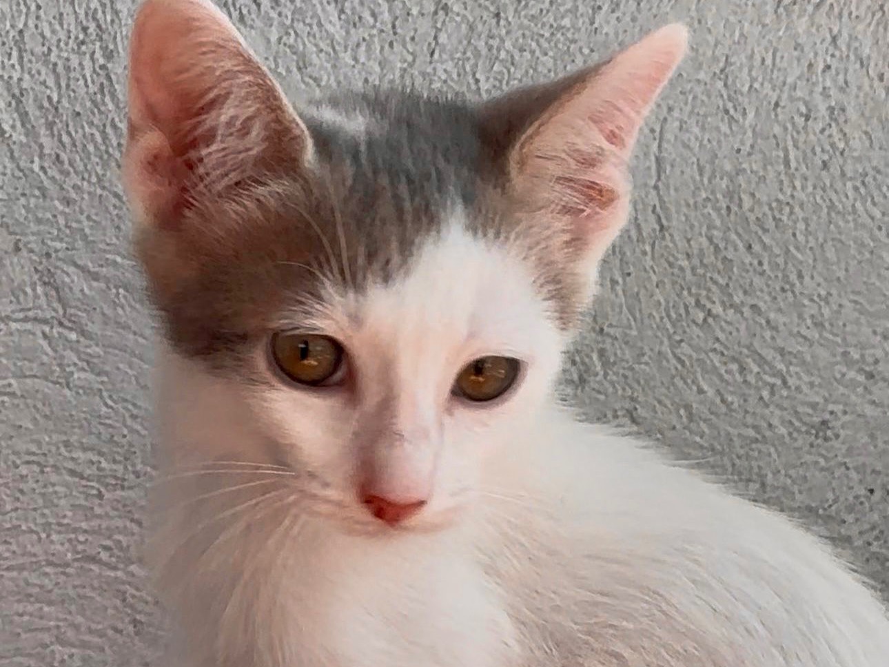 Adotta il gatto Hermes a Latina