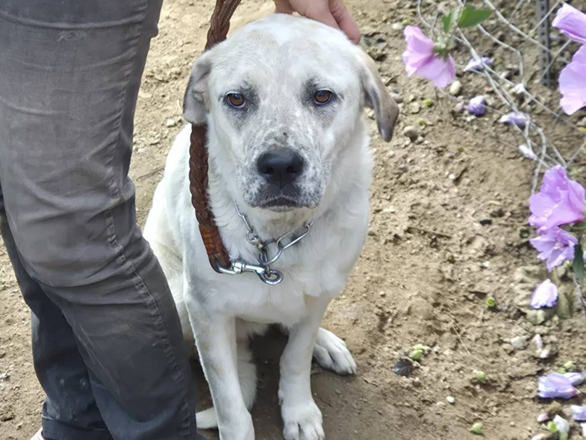 Adozione cane, maschio, Labrador Retriever Razza sconosciuta, 2 anni e 4 mesi, taglia grande, Milano