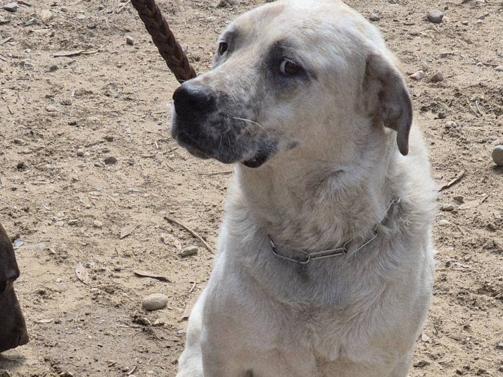 Adotta un cane, taglia grande, maschio, Milano