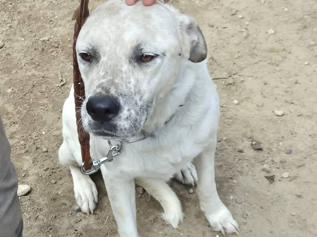 Adotta il cane BENNY DOLCISSIMO MIX LABRADOR  a Milano