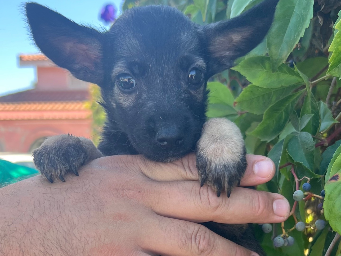 Adozione cane, femmina, Razza sconosciuta Razza sconosciuta, 2 mesi, taglia media contenuta, Siracusa