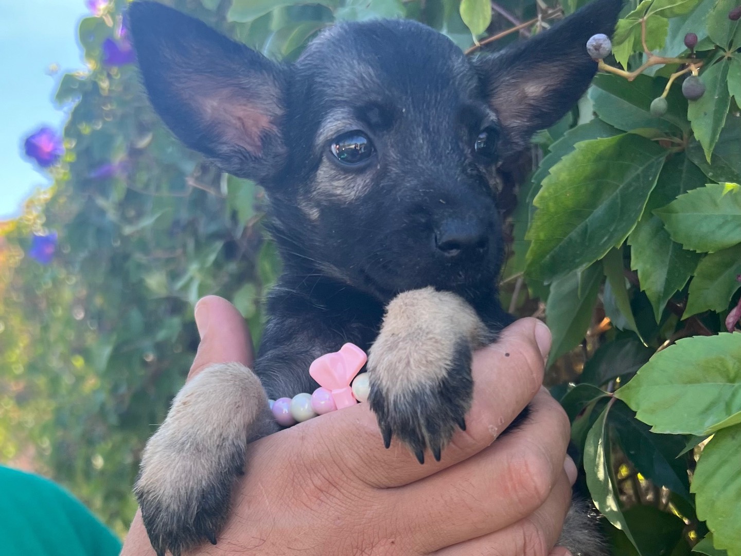 Adotta un cane, femmina, 2 mesi, Siracusa
