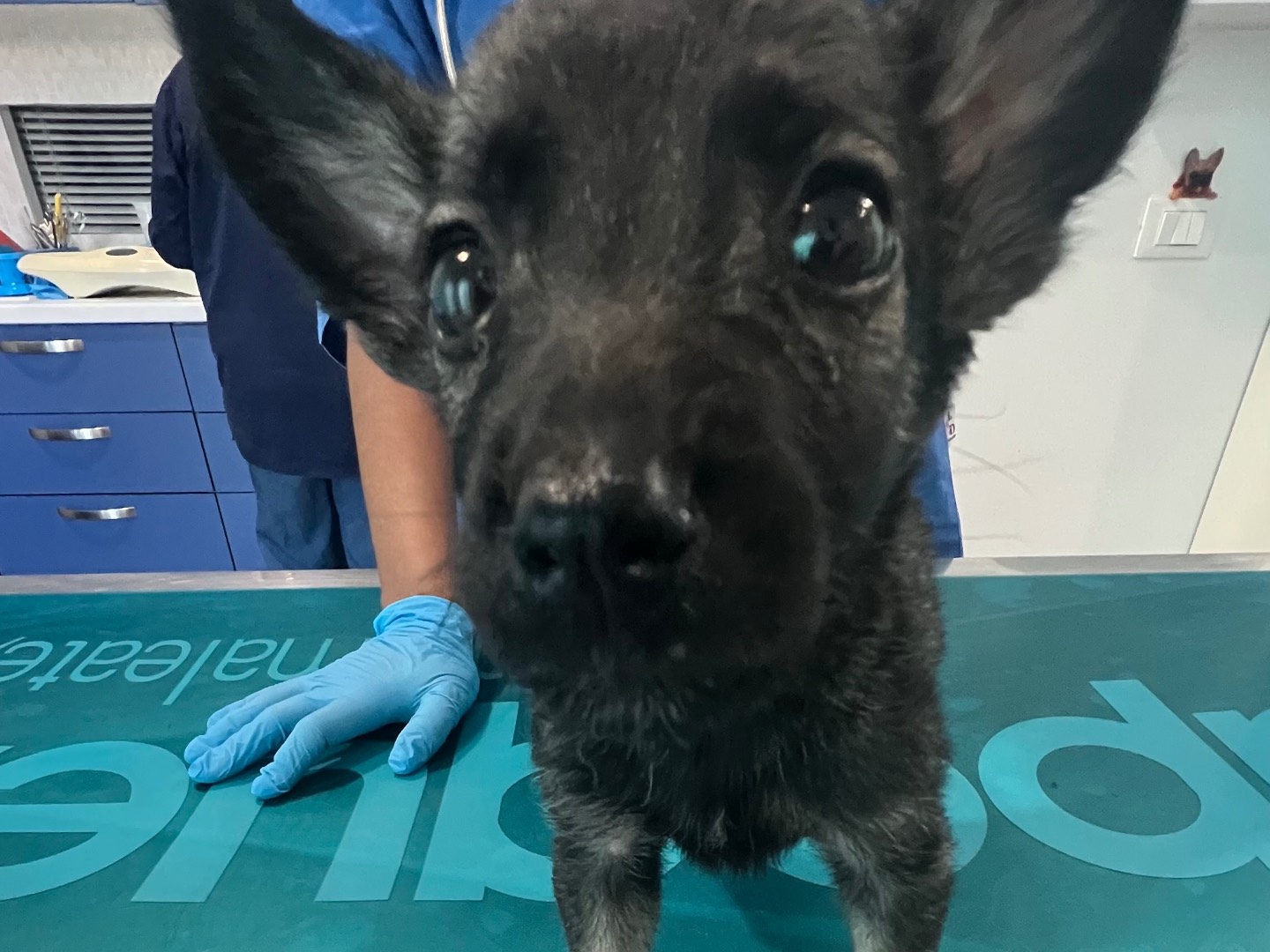 Vuoi adottare un cane a Siracusa?