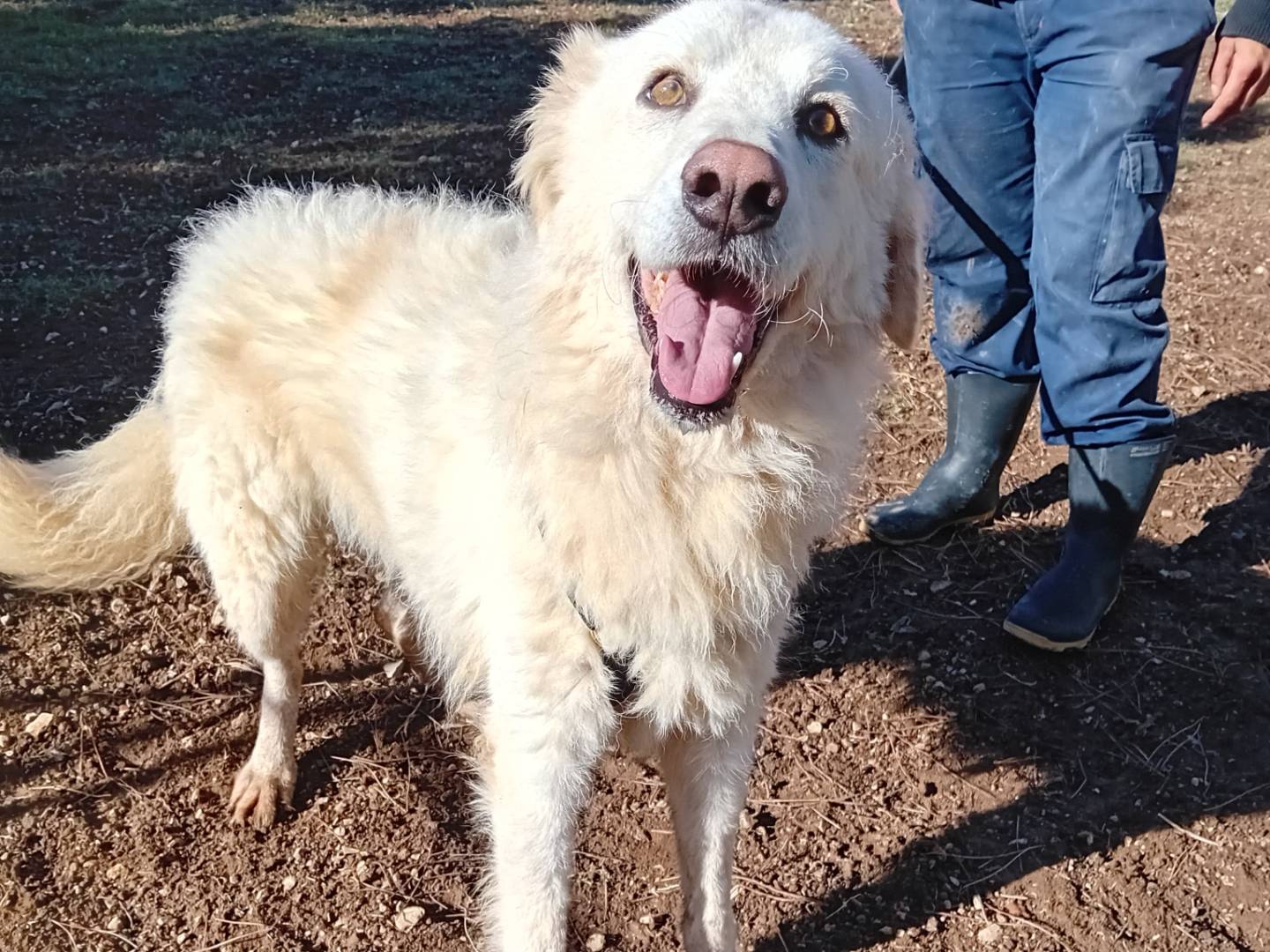 Adozione cane, femmina, Pastore maremmano Razza sconosciuta, 6 anni e 1 mese, taglia grande, Barletta