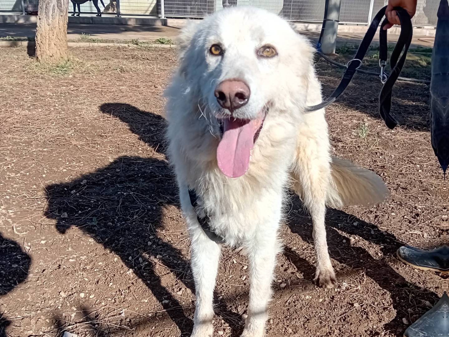 Adotta un cane, femmina, 6 anni e 1 mese, Barletta