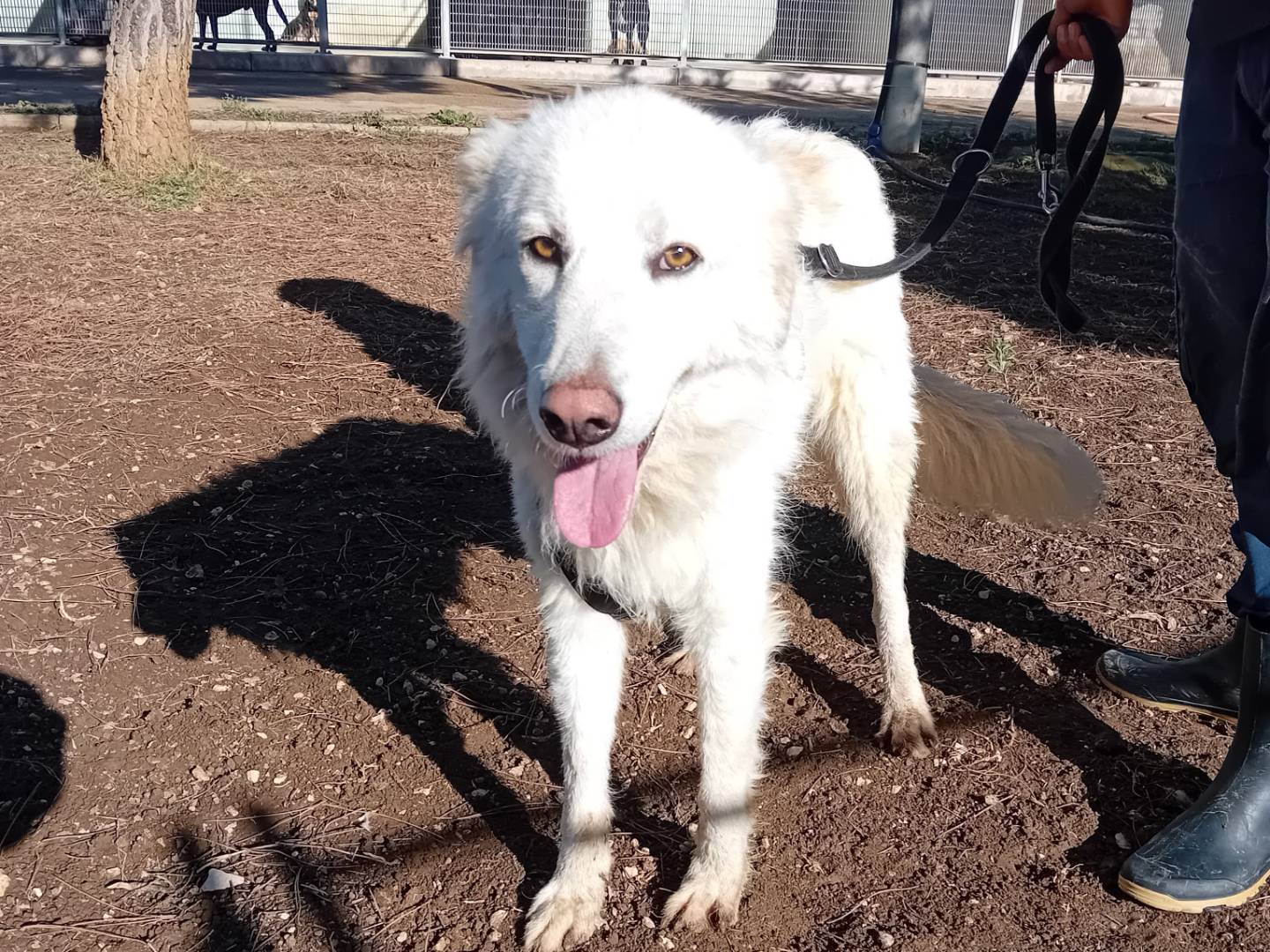 Vuoi adottare un cane a Barletta?