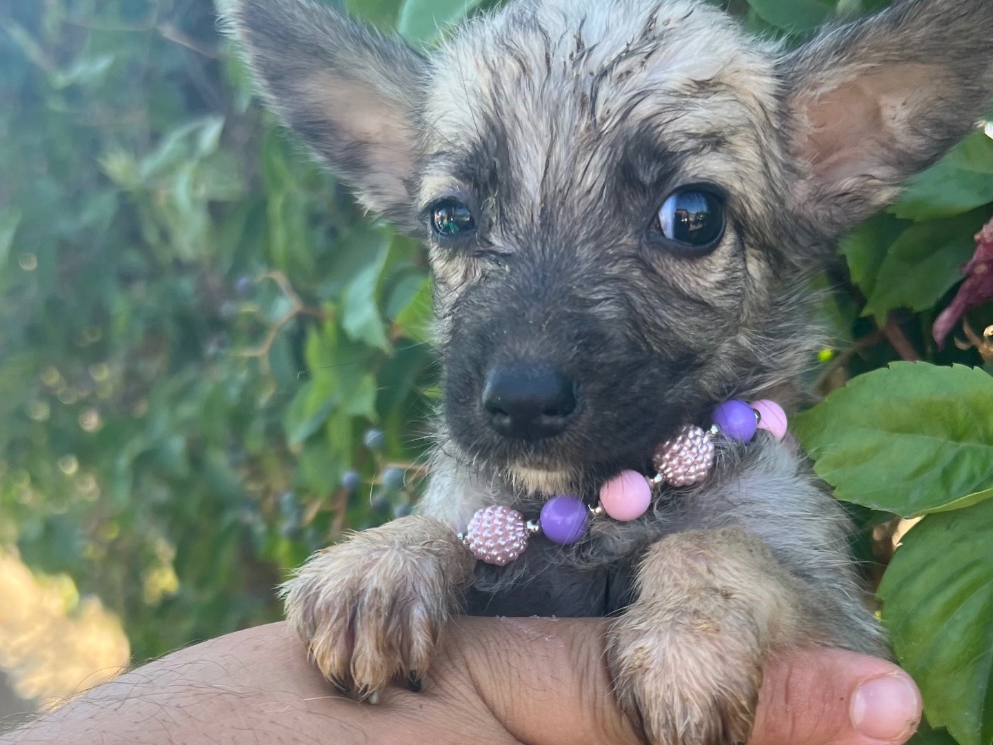 Adozione cane, femmina, Razza sconosciuta Razza sconosciuta, 2 mesi, taglia media contenuta, Siracusa