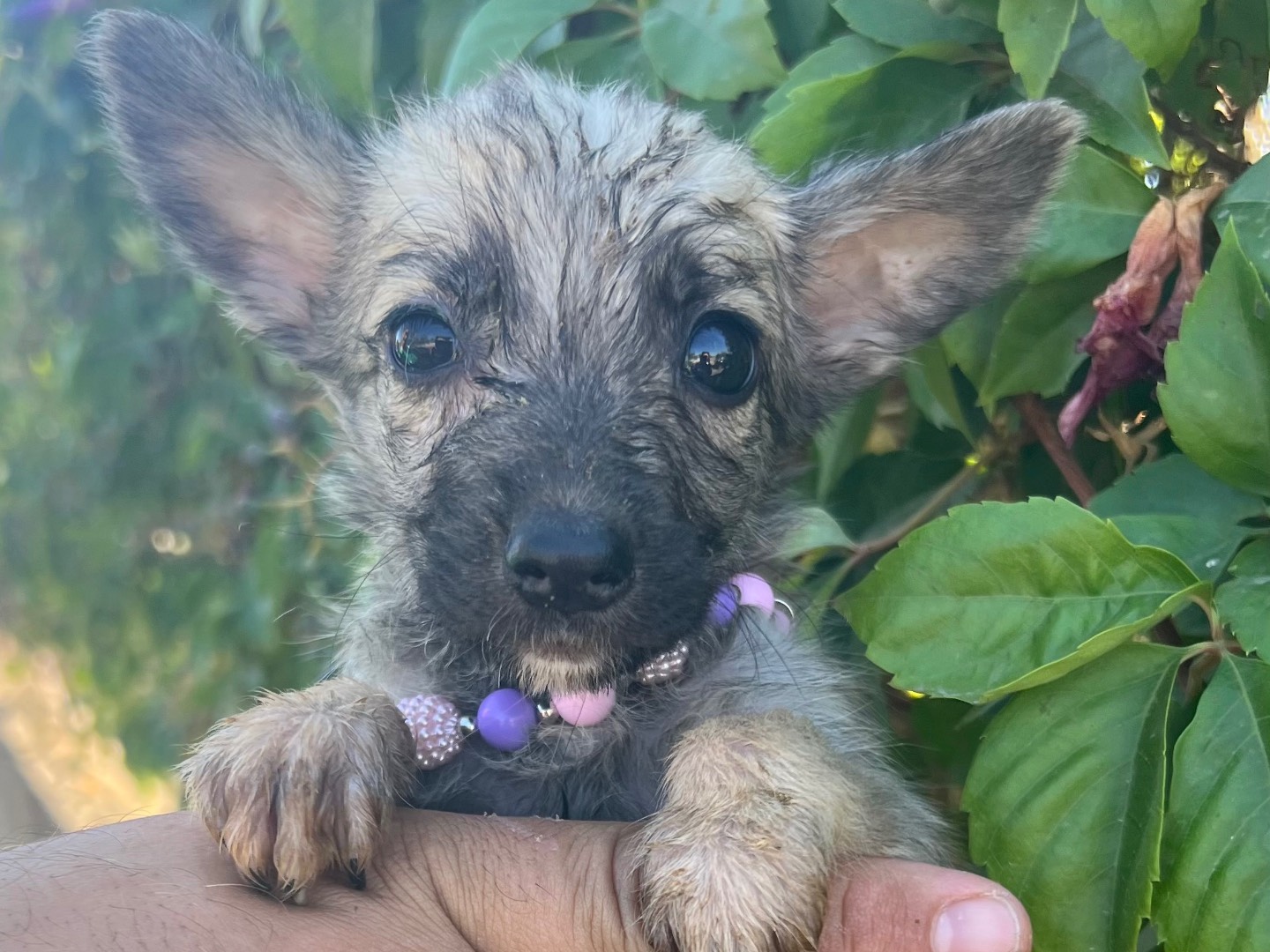 Adotta un cane, femmina, 2 mesi, Siracusa