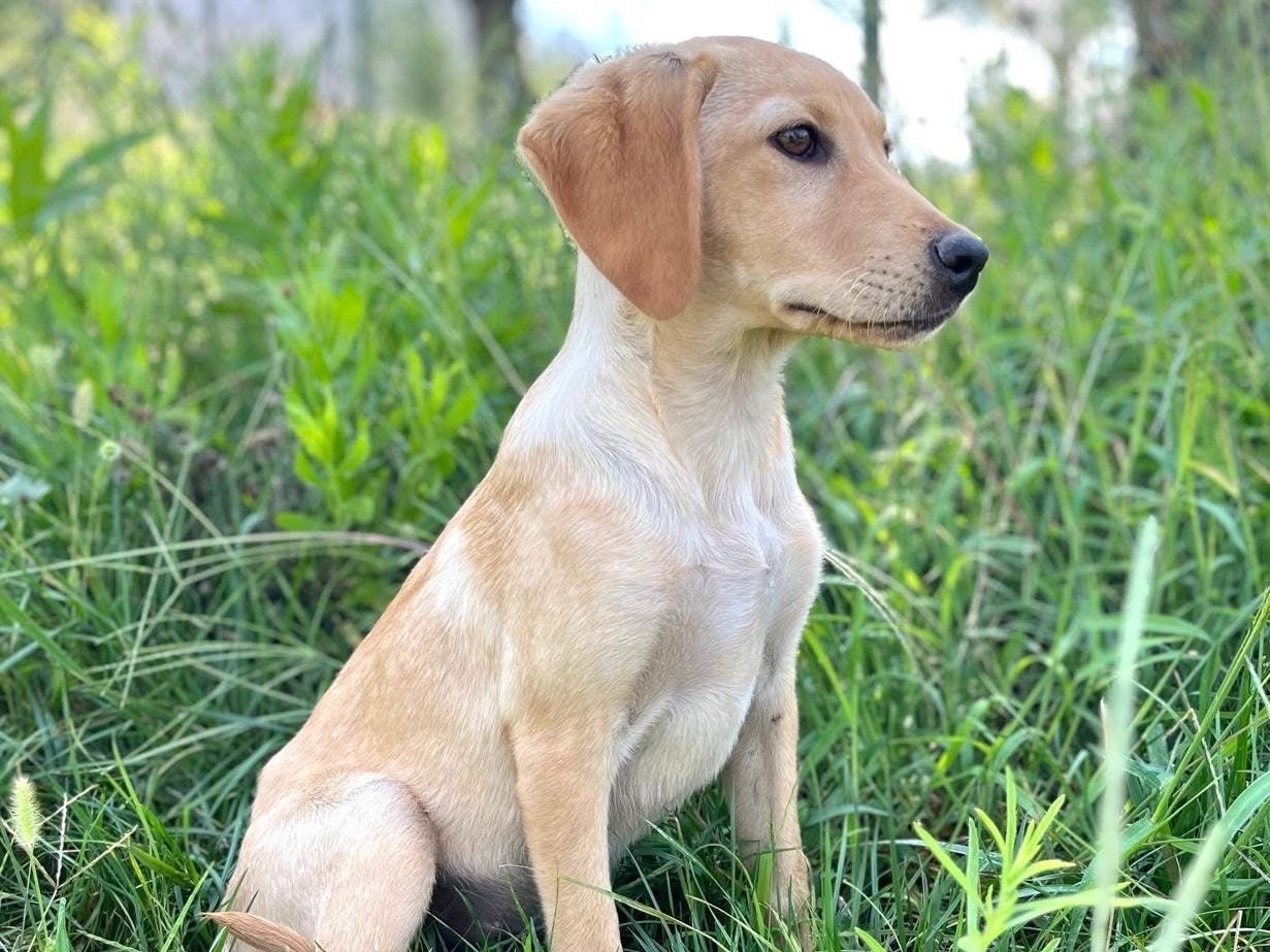 Adozione cane, maschio, Razza sconosciuta Razza sconosciuta, 5 mesi, taglia media contenuta, Novara