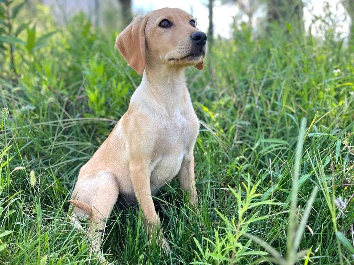 Adotta un cane, maschio, 5 mesi, Novara