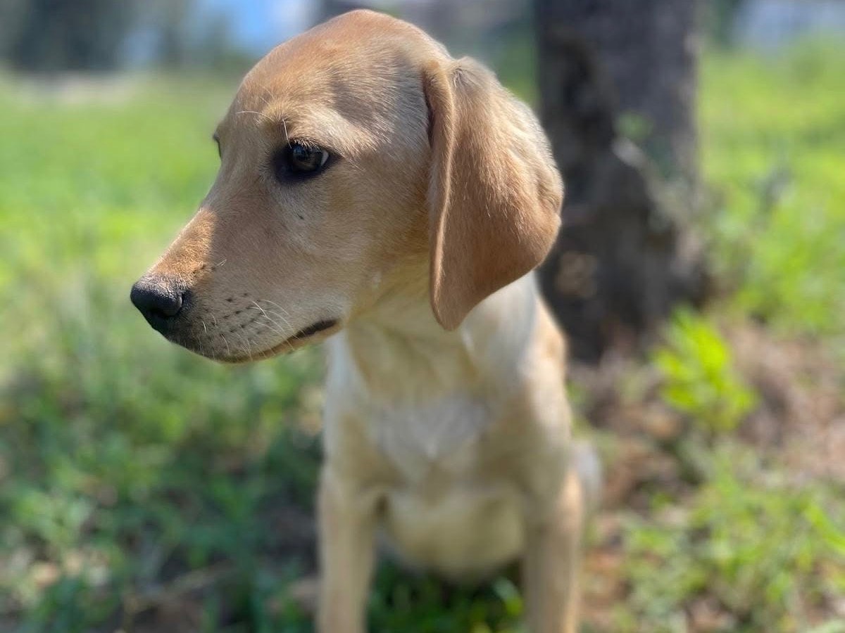 Adotta un cane, taglia media contenuta, maschio, Novara